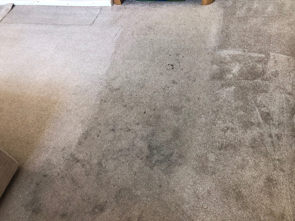 White Carpet Cleaning Weston super Mare Portishead Somerset Deep Clean Steam Cleaning Rugs Carpets Professional Company Experts - 1